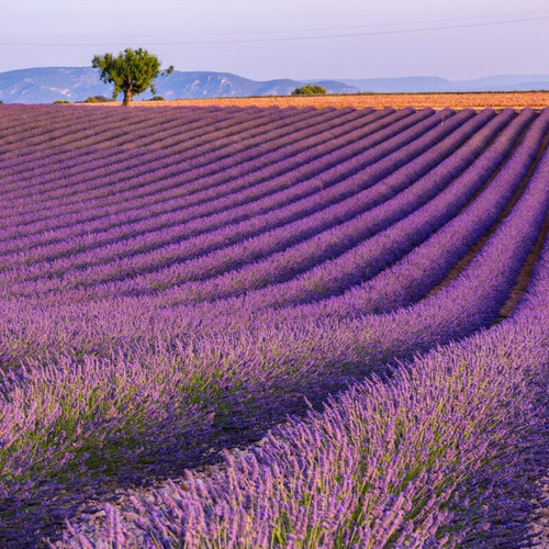 lavender fields at valensoleb4d76e 800x800.jpg