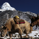 Yaks