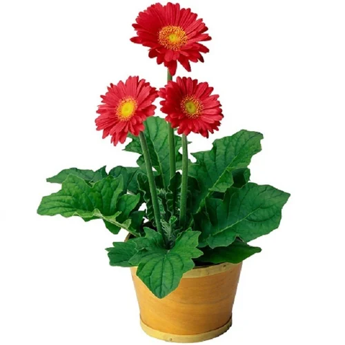 gerbera daisy main.webp