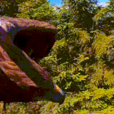 ptica.gif