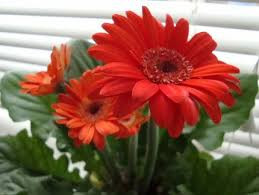 daisy 3.jpg