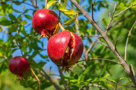 pomegranate 1.jpg