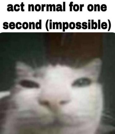 481C1728 6D0D 407B BA69 F2979225B4E8.jpg