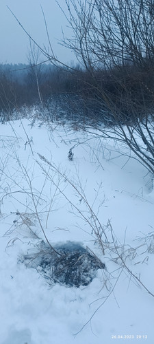 IMG 20230426 201333.jpg