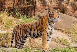 Bori Wildlife Sanctuary.jpg
