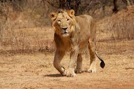 Girnar Wildlife Sanctuary.jpg