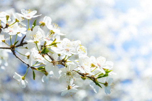 Hintergrund Blüten weiß.jpg