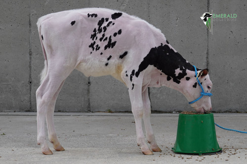 Lot 6 Emerald Mooi Twizzle P RC jpg.jpg