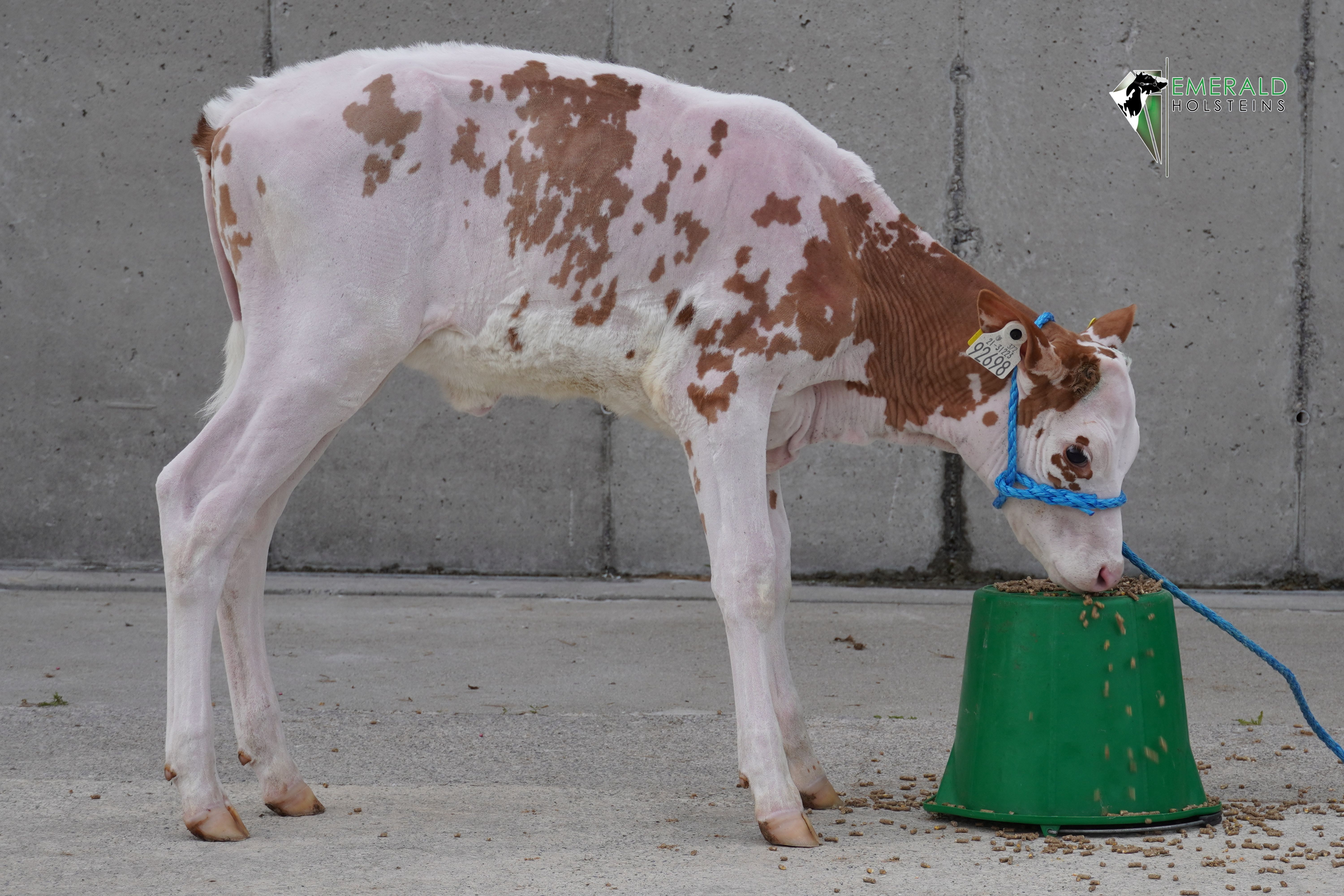 Lot 8 Emerald Mooi Kitkat Red jpg