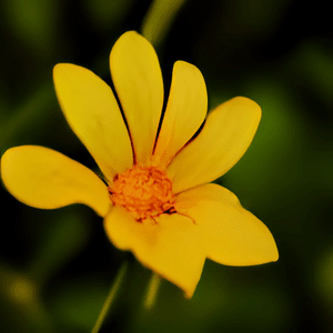 yellowFlower.png