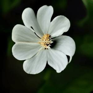 whiteFlower.png