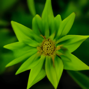 greenFlower.png