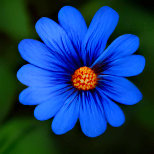 blueFlower.png