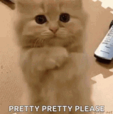 KittenCatGIF (2).gif