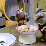 kotutka.gif