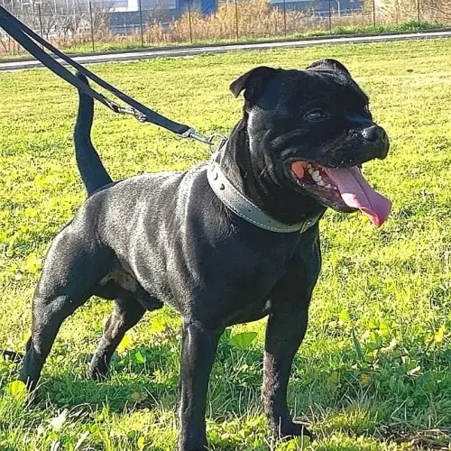 Allevamento Staffordshire bull terrier.webp
