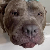 Escova Massageadora com Dispenser de Shampoo para C.png