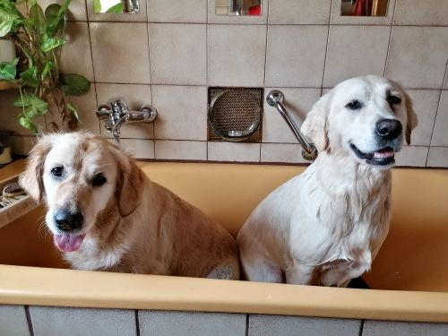 Mariana review of Escova Massageadora com Dispenser yythkg.jpg