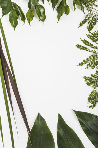 border fro fresh green leaves.jpg