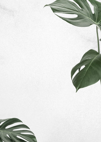 blank green leaves frame with copy space.jpg