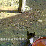 kotpetuh.gif