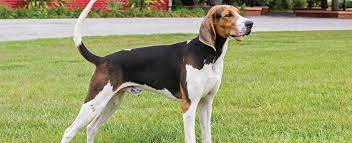 Coonhound.jpg