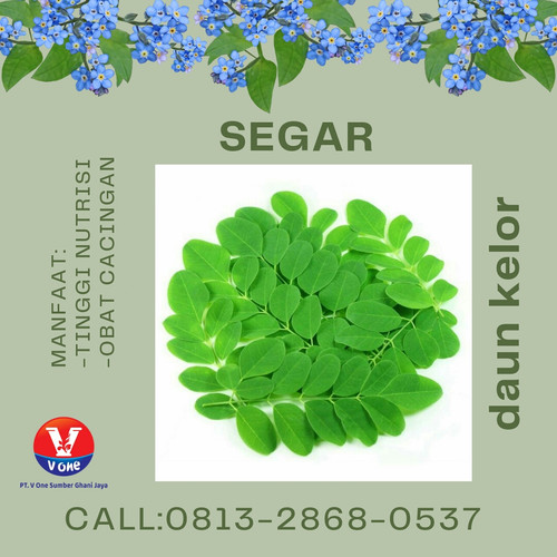 Pusat Budidaya Herbal Daun Kelor Kesehatan Tambak Bayumas.jpg