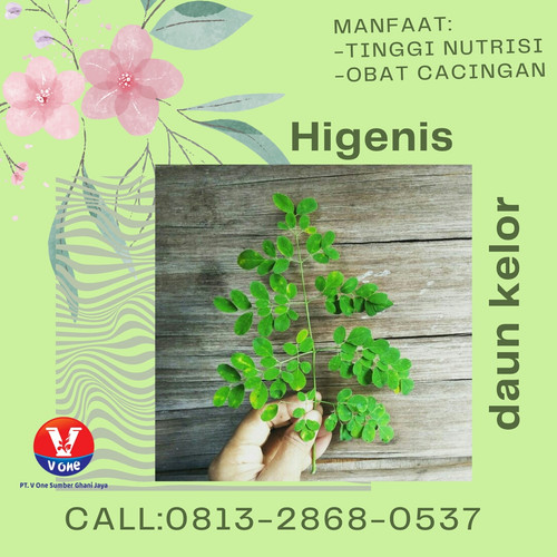 Pusat Budidaya Herbal Daun Kelor Terlaris Tambak Bayumas.jpg