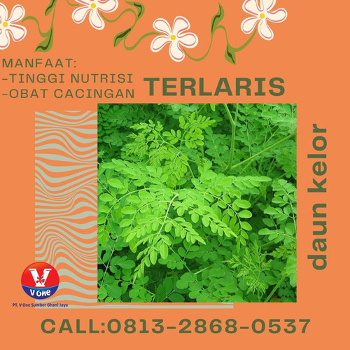 Pusat Budidaya Herbal Daun Kelor Termurah Tambak Bayumas.jpg