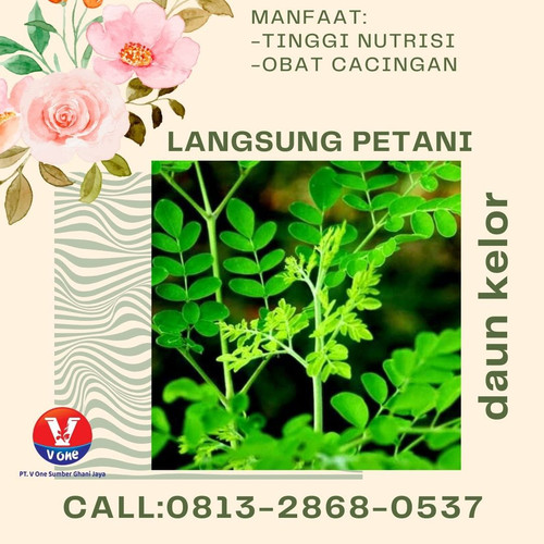 Pusat Budidaya Herbal Daun Kelor Bermanfaat Tambak Bayumas.jpg