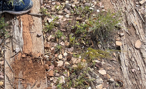 LCR termites.png