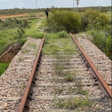 LCR saltbush snipped.png