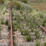 LCR wildflowers snipped.png