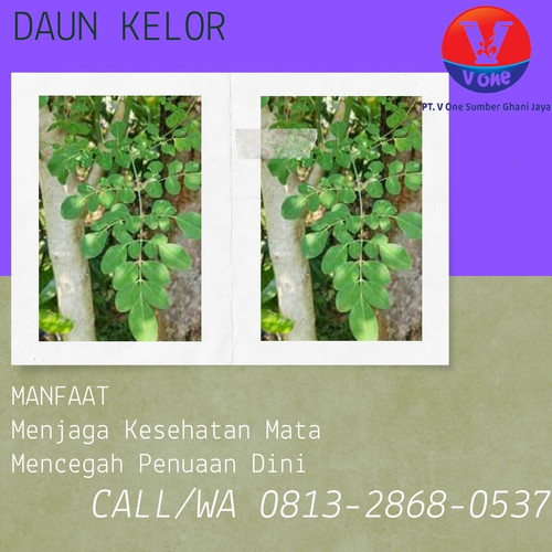 Pusat Budidaya Herbal Daun Kelor sudah dicuci Tambak Bayumas.jpg