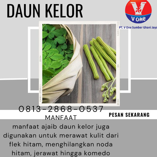 Pusat Budidaya Herbal Daun Kelor bermanfaat Tambak Bayumas.jpg
