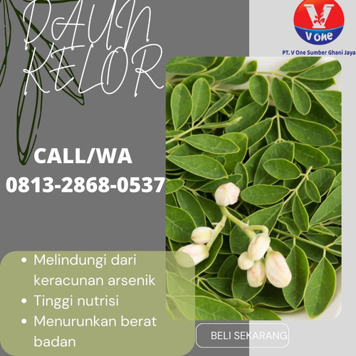 Pusat Budidaya Herbal Daun Kelor baik Tambak Bayumas.jpg