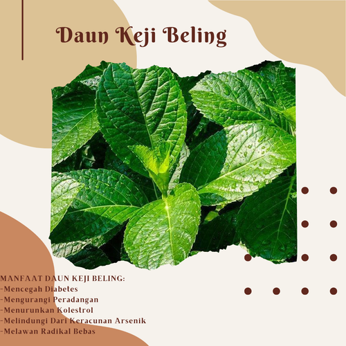 Desain 70 Daun Keji Beling.png