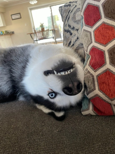 WOLF.jpg