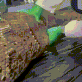 krokzmei.gif