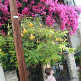 IMG 0884