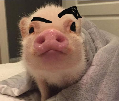 IMG 20190109 182954.jpg.901730a2df4a6d7d8e6c68d6ea05e0d1.jpg