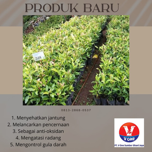 WhatsApp Image 2022 11 15 at 18.41.58.jpg