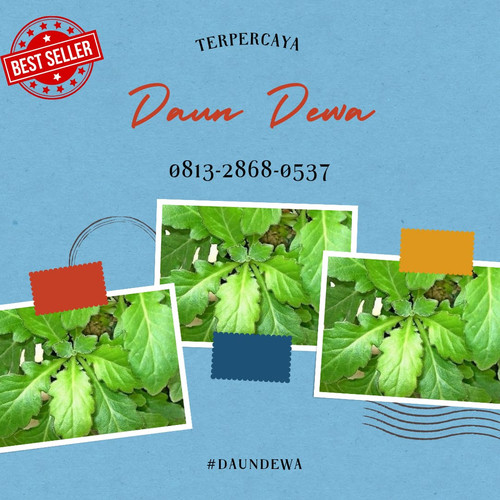 Daun Dewa 1.jpg