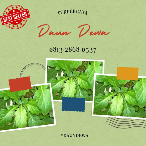 Daun Dewa 2.jpg