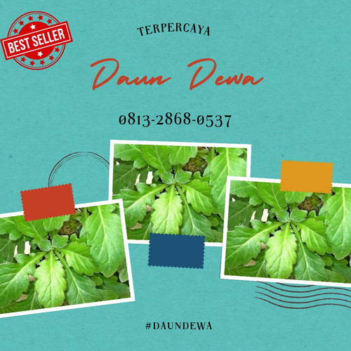 Daun Dewa 3.jpg