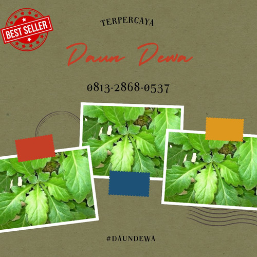 Daun Dewa 4.jpg