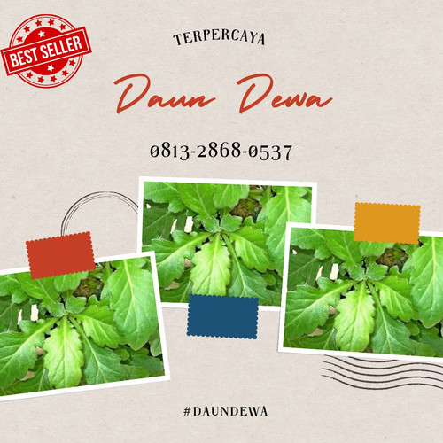 Daun Dewa 5.jpg