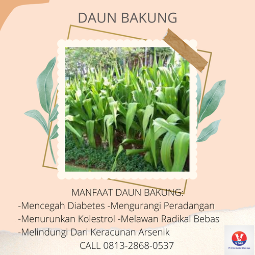 desain daun bakung.png