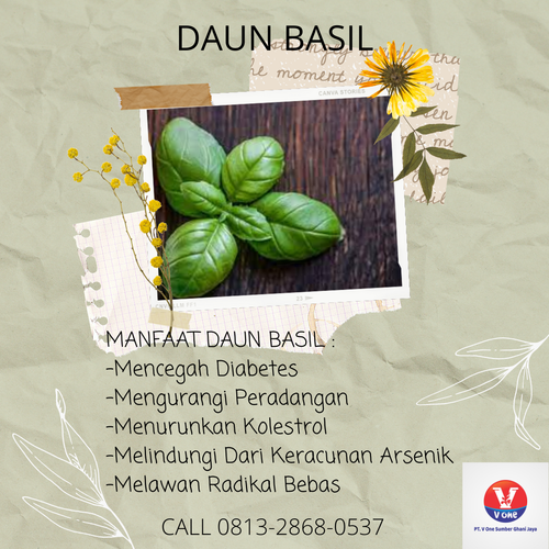 desain daun basil.png