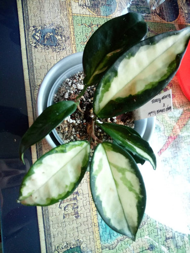 hoya tricolor princess.jpg